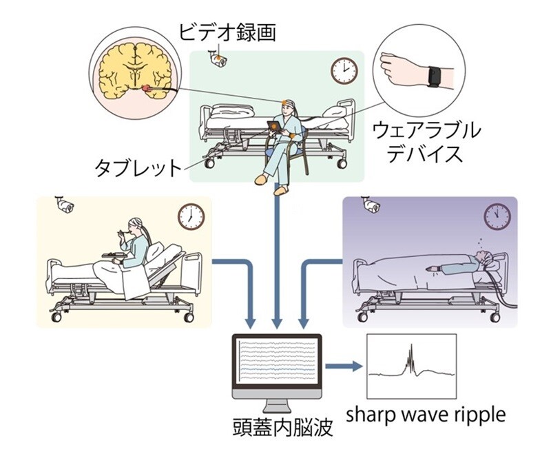 iwata_fig1