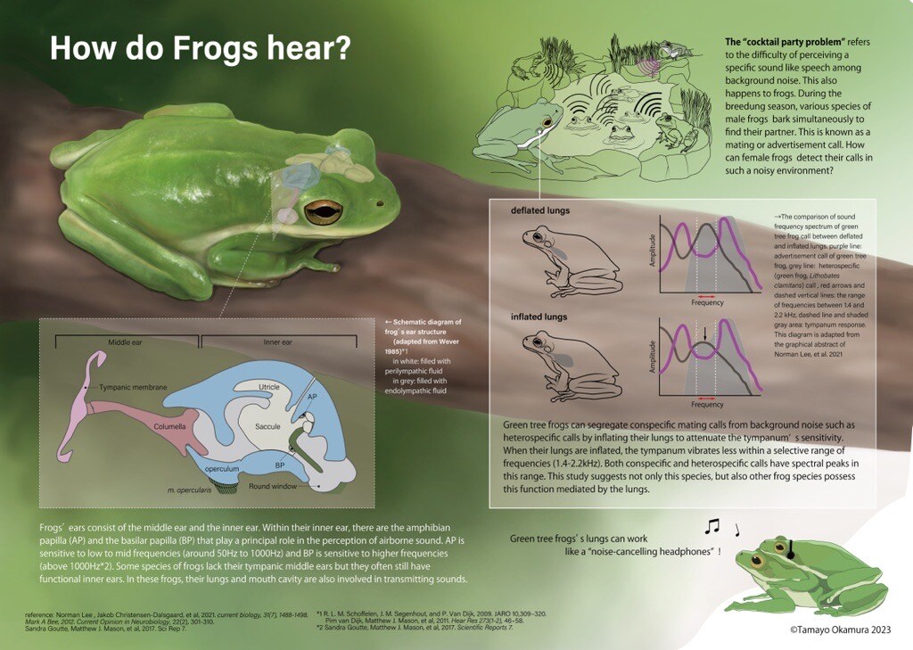 Frog Frog