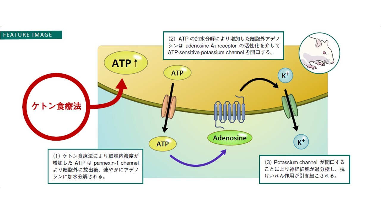 研究紹介Graphical Abstract