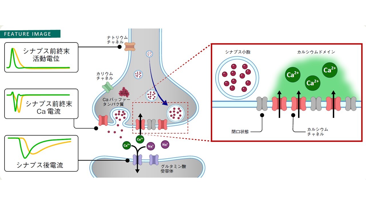 研究紹介Graphical Abstract
