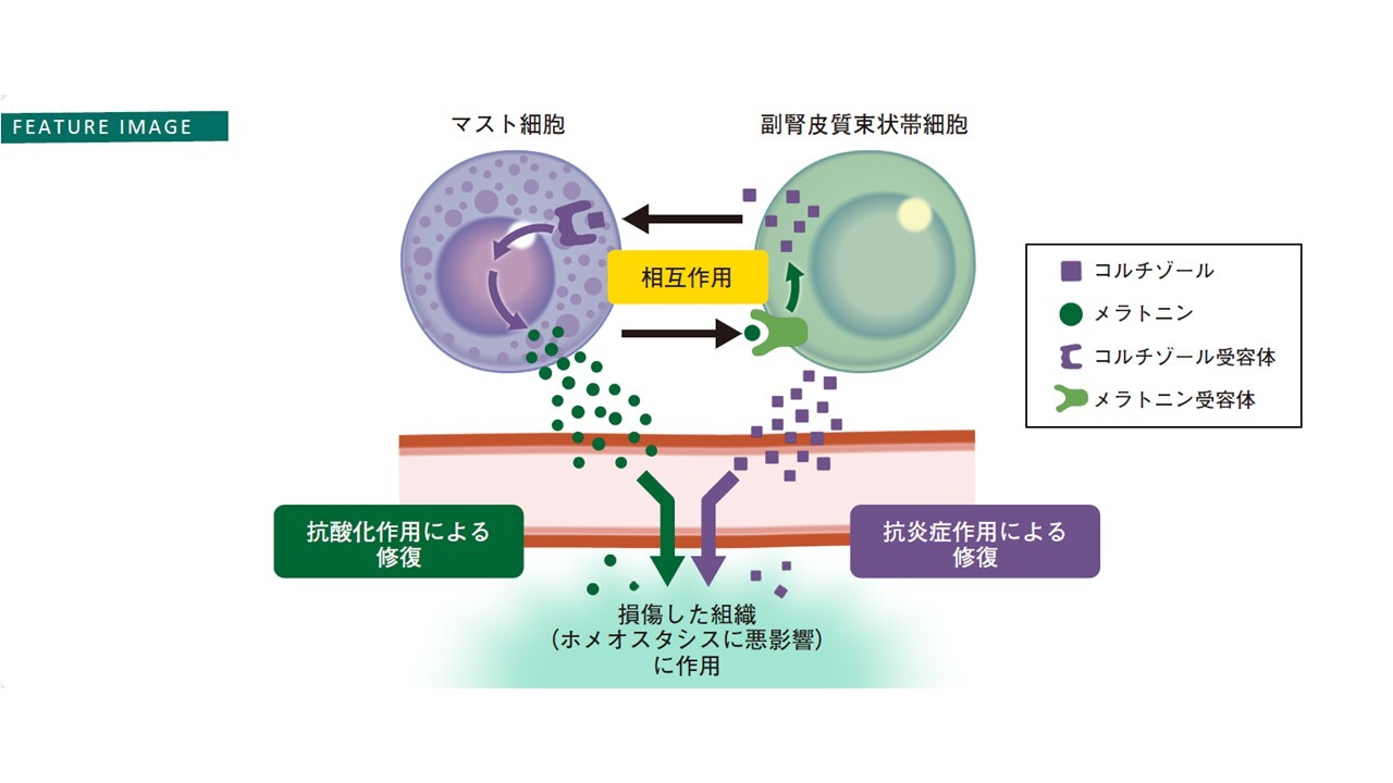 研究紹介のGraphical Abstract