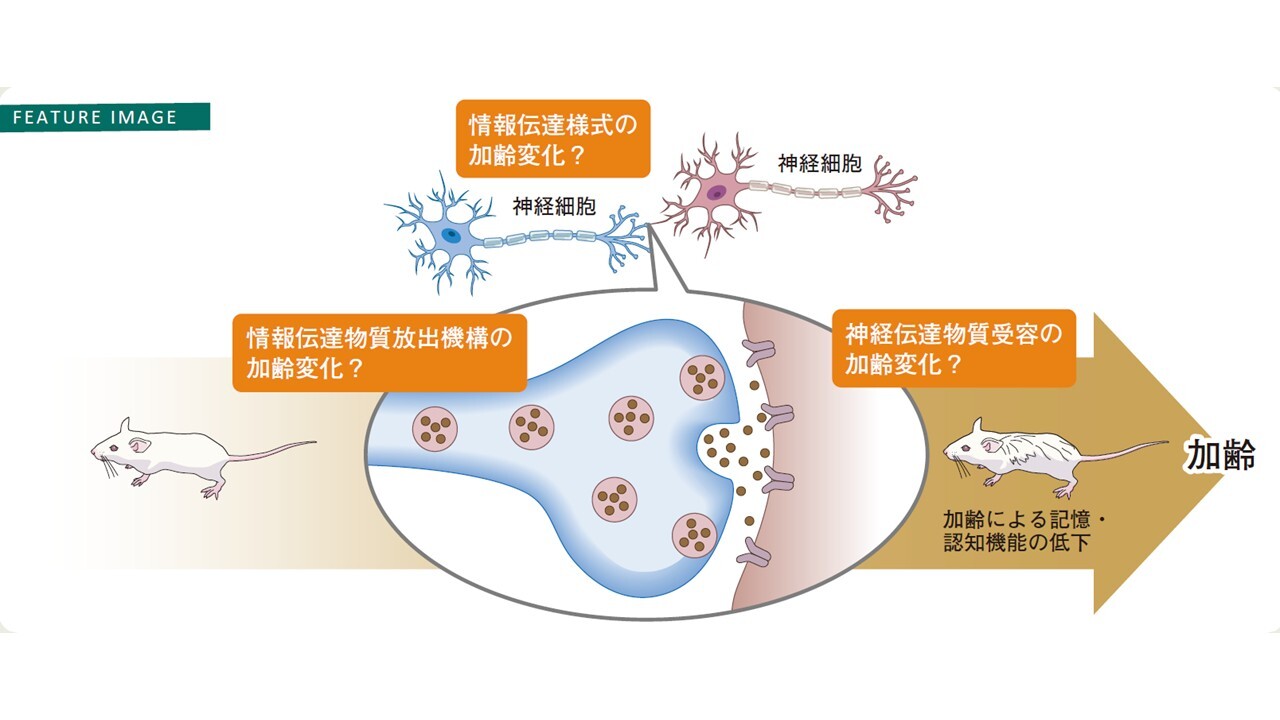 研究紹介Graphical Abstract