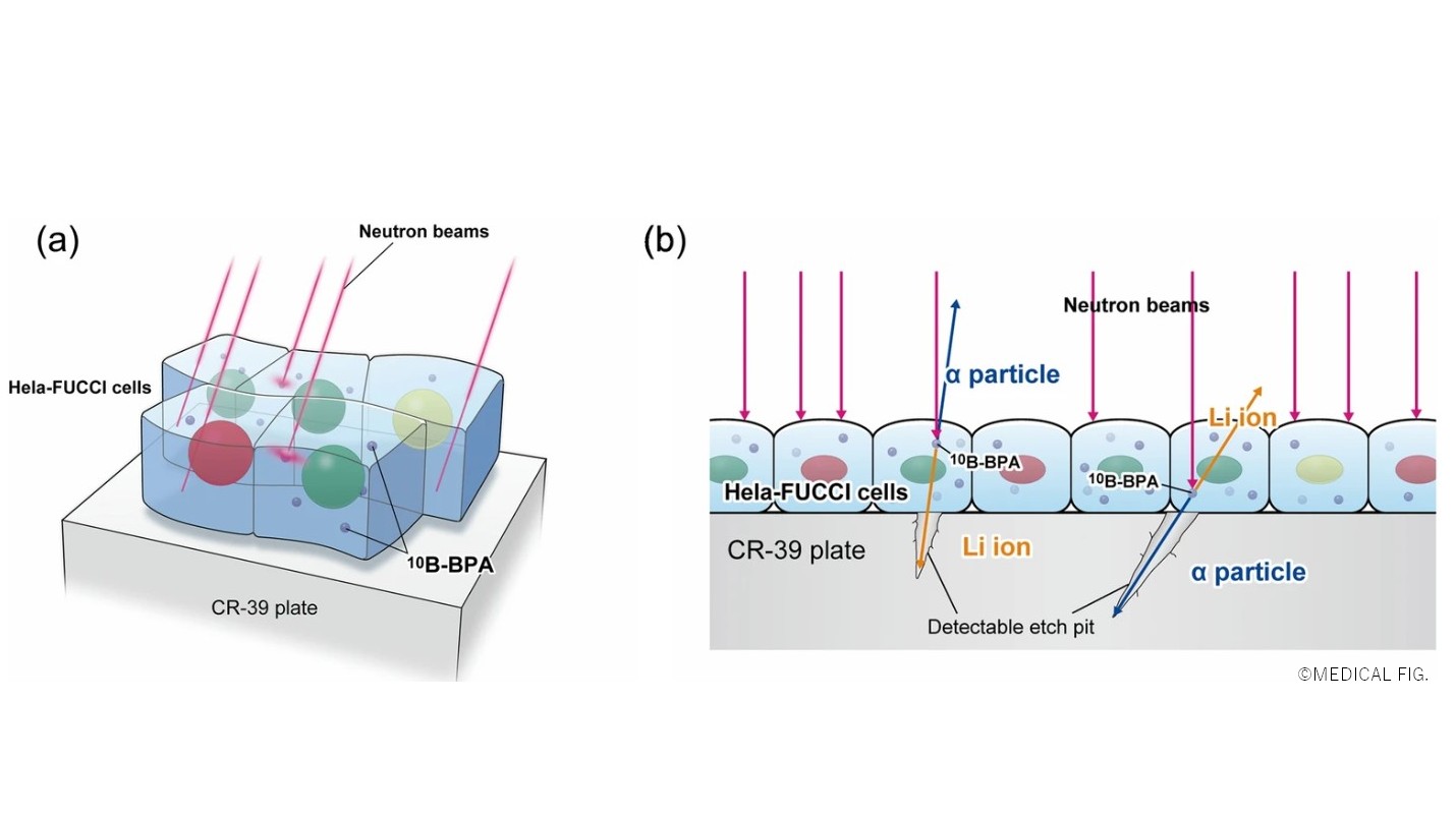 Schematic illustration of the experimental design