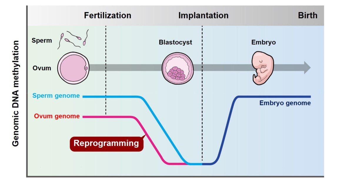 epigenetics