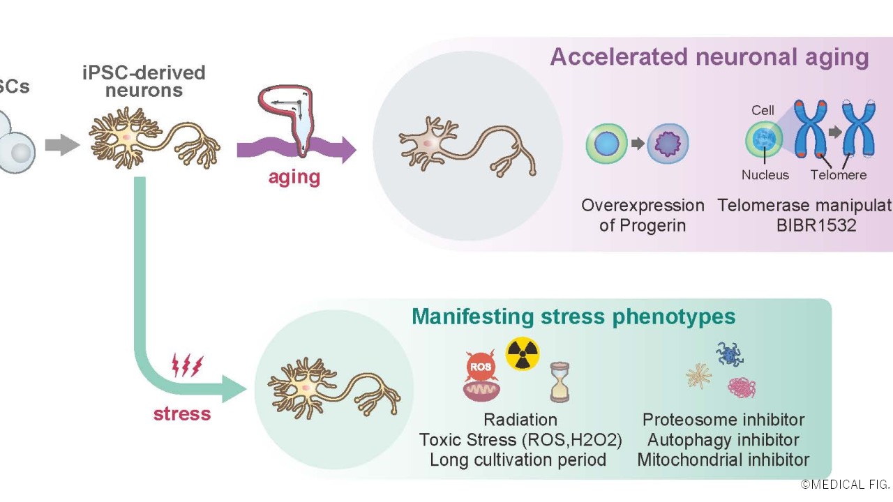 A graphical schematic of current iPSC-based approaches for reproducing “aging” in vitro