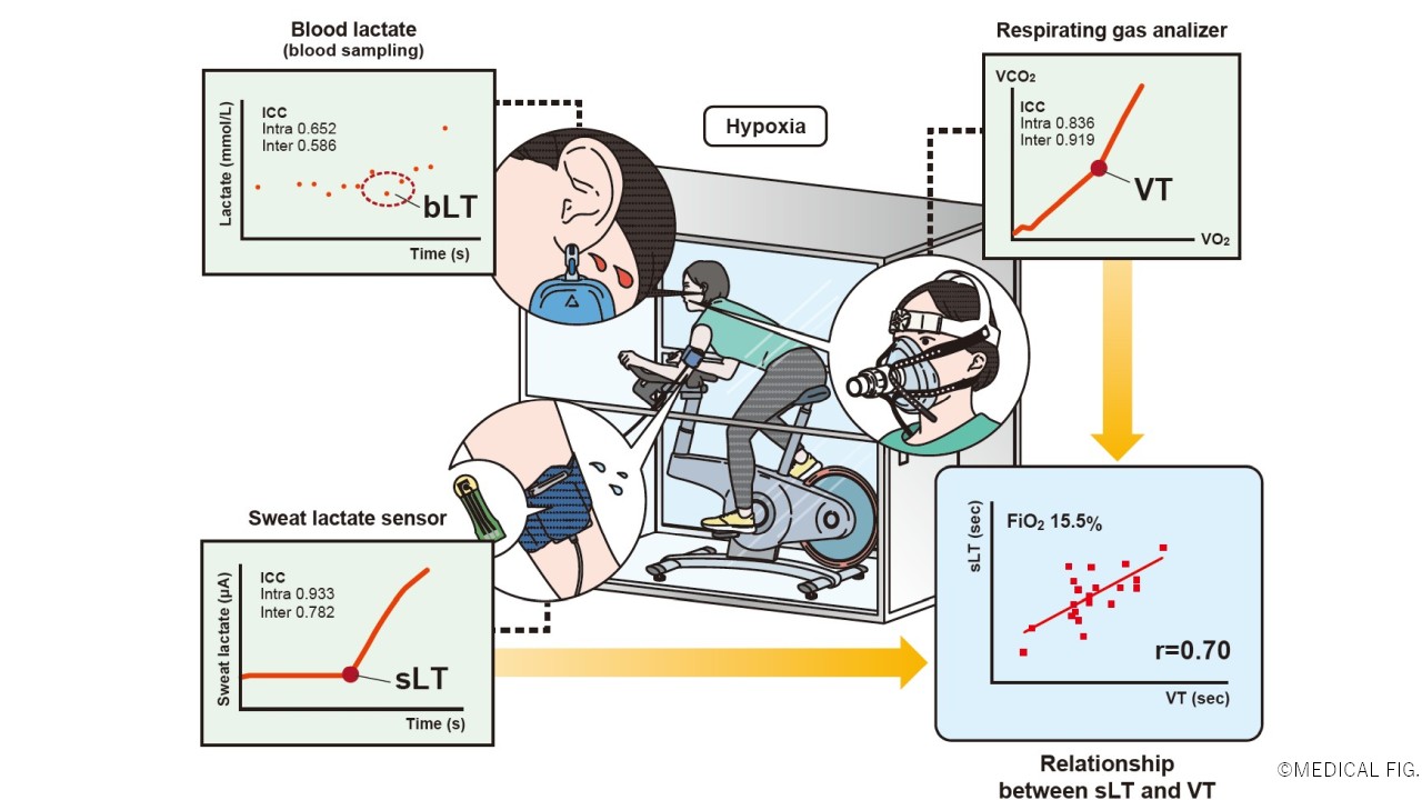 Schematic of the lactate-sensing device under hypoxia.