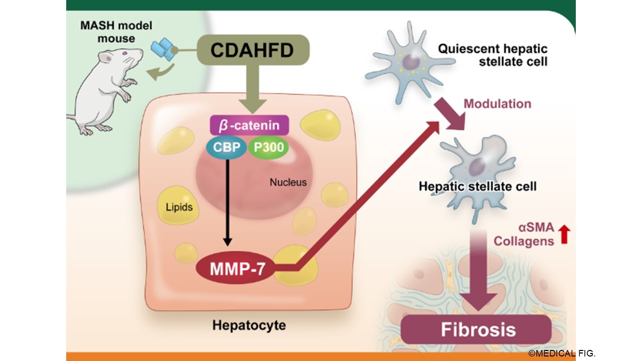Graphical Abstract
