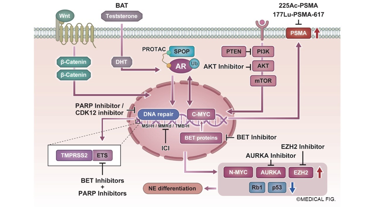 Molecular pathways and precision therapeutic strategies