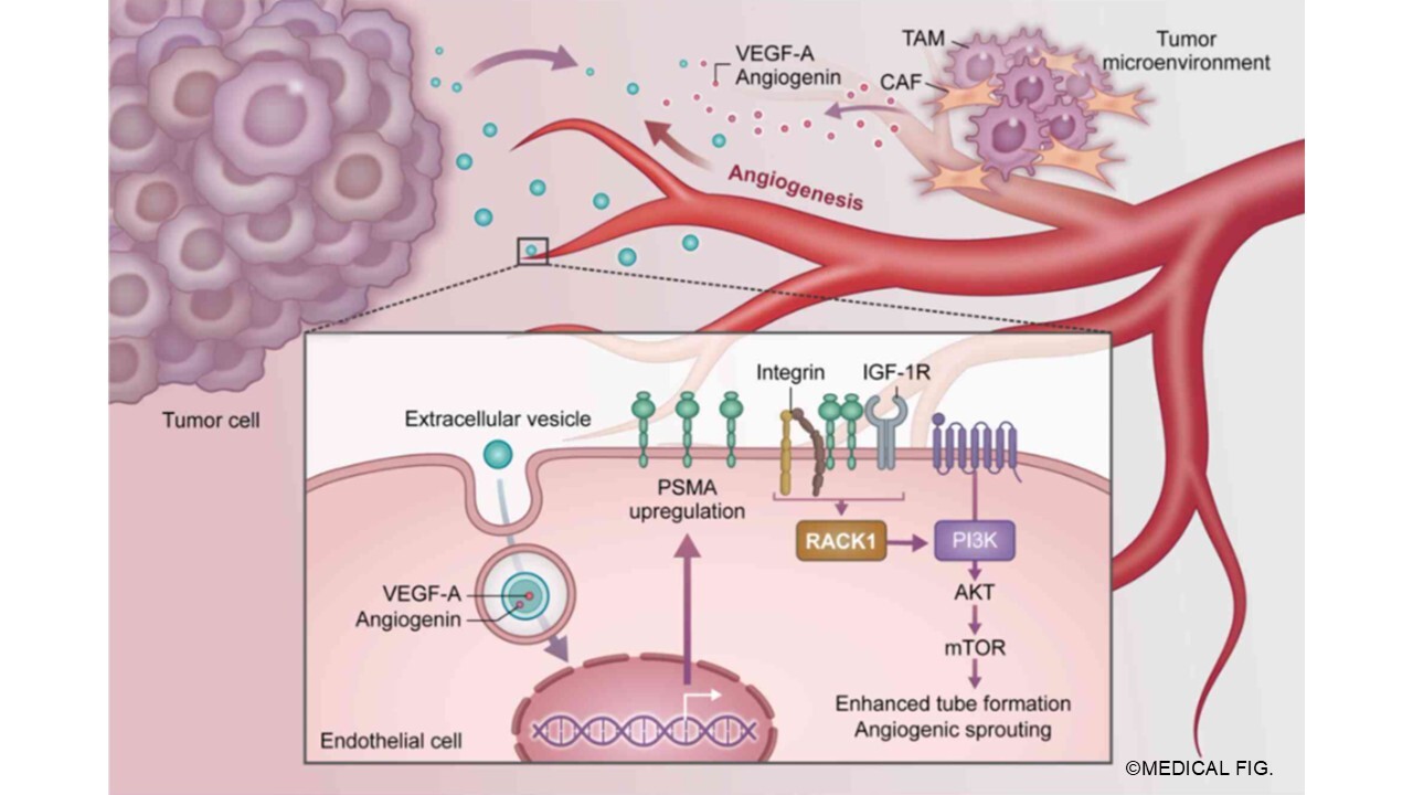 PSMA-associated angiogenic signaling