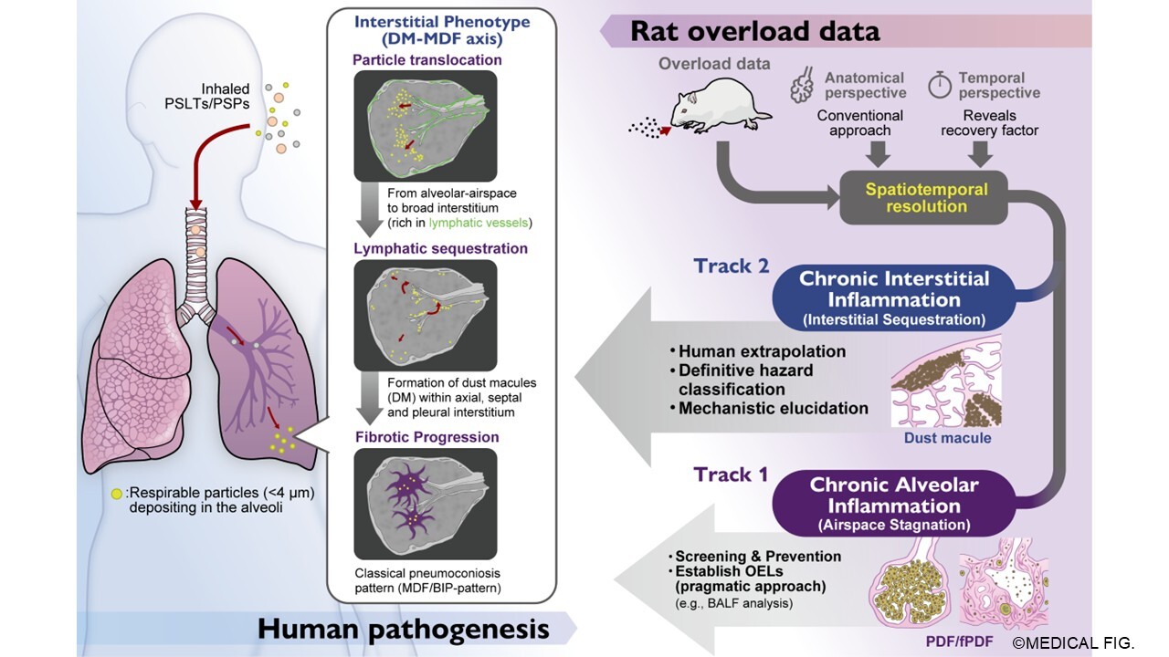 graphical abstract