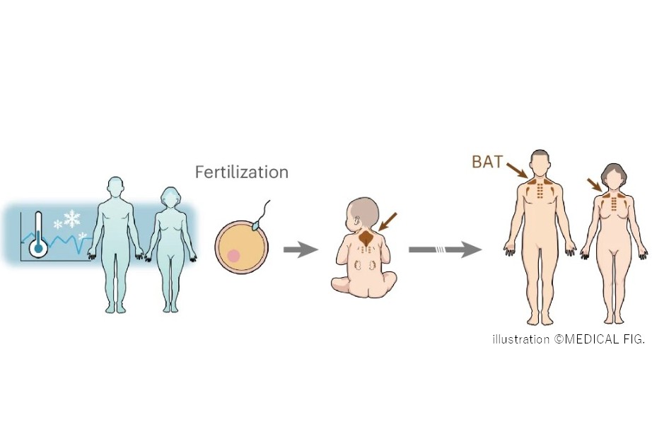 Summary illustration of the intergenerational control of BAT metabolic fate and energy homeostasis by preconception cold exposure.